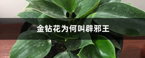 金钻花为何叫辟邪王