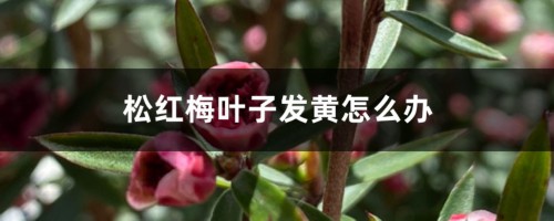 松红梅叶子发黄怎么办