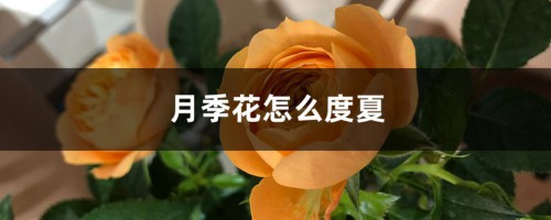 月季花怎么度夏